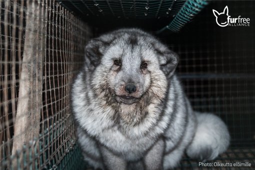 Finnish farm- fox raised for fur [ 382.10 Kb ]