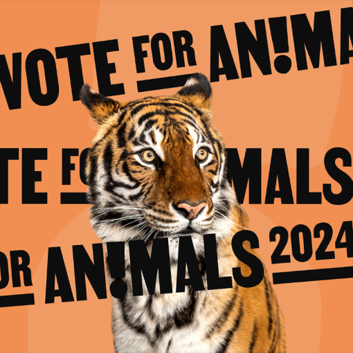 vote for animals [ 575.23 Kb ]