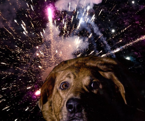 Dog scared of firecrackers [ 1.25 Mb ]