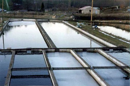 Pools on fishing farms