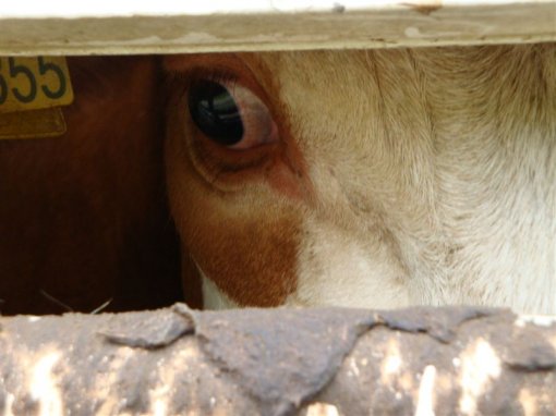 Cows on the border 1 [ 68.27 Kb ]