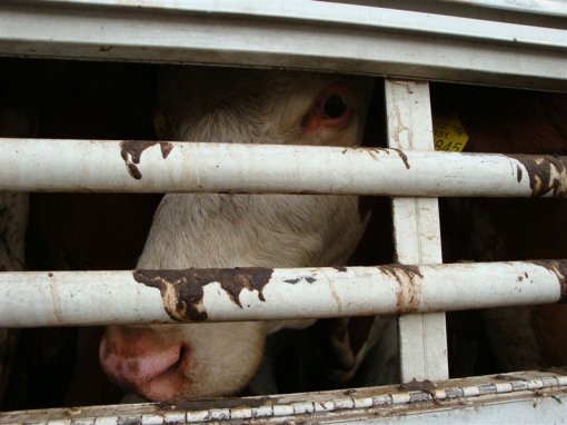 Cows on the border 2 [ 84.34 Kb ]