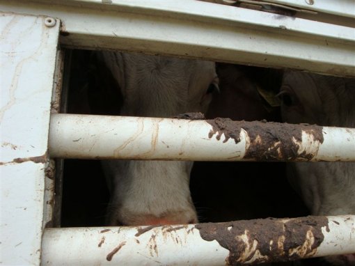 Cows on the border 3 [ 77.72 Kb ]