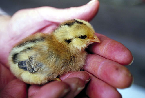 Farm animals sancturay 2