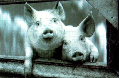 Farm animals sancturay 3