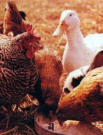 Farm animals sancturay 4
