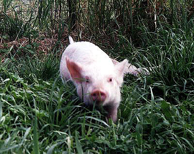 Farm animals sancturay 5