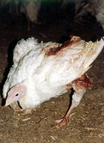 Farm animals sancturay 6