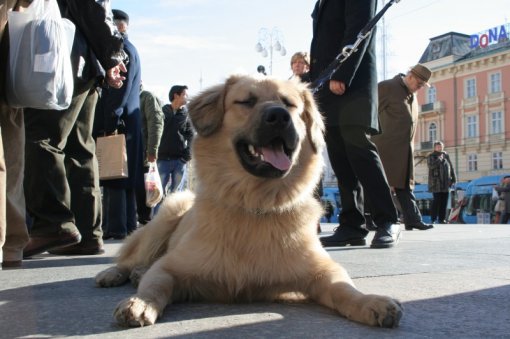 Spaying and neutering as a prevention for animal suffering [ 125.52 Kb ]