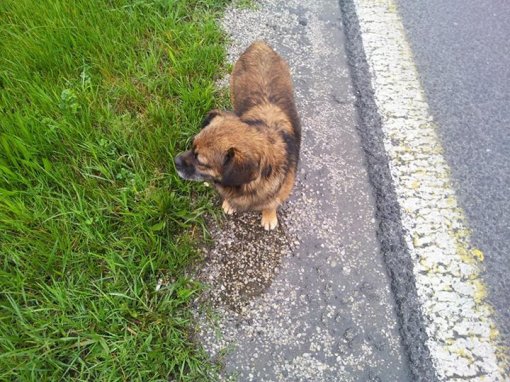 Dog who was following Vedran [ 120.05 Kb ]