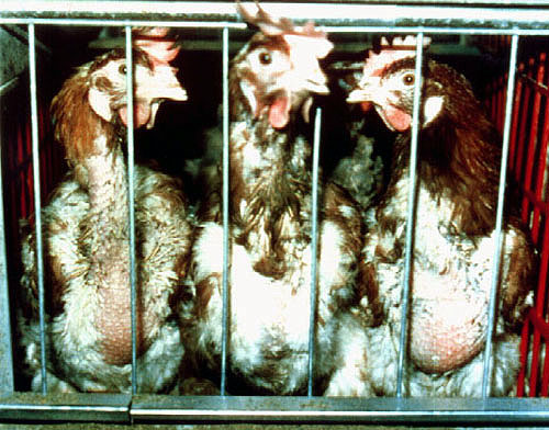 Battery hens