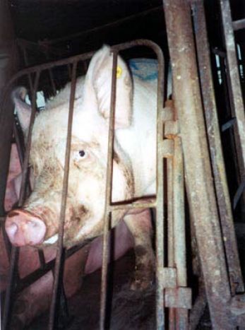 Pig crate