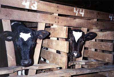 Veal crate
