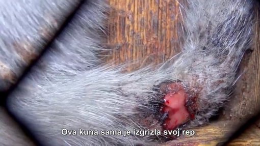 Czech Republic against fur [ 144.54 Kb ]
