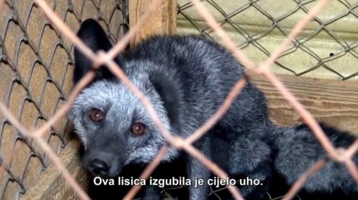 Czech Republic against fur [ 145.02 Kb ]