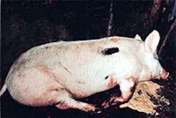 Pig vomits