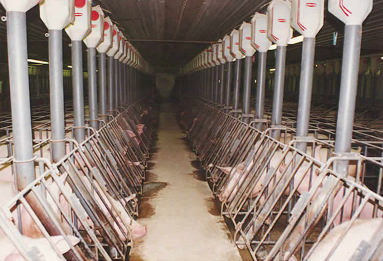 Pig farm 7