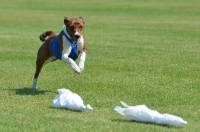 Lure coursing [ 620.18 Kb ]