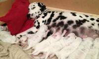Dog breeding [ 33.39 Kb ]