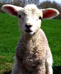 Lamb [ 21.75 Kb ]