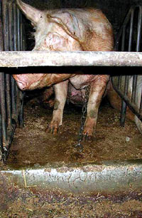 Pig farm 1 [ 77.22 Kb ]