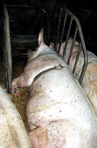 Pig farm 3 [ 62.74 Kb ]