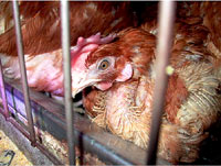 Chicken farm 9 [ 104.05 Kb ]