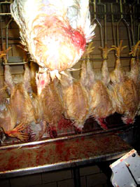Chicken farm 11 [ 30.81 Kb ]