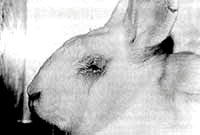 Vivisection 15 (rabbit) [ 11.45 Kb ]