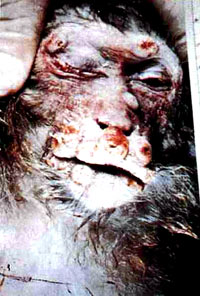Vivisection 44 (monkey) [ 45.71 Kb ]