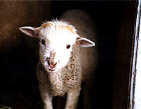 lamb [ 17.71 Kb ]