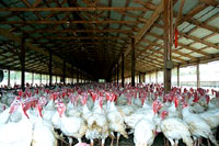 Turkey factory 6 [ 41.12 Kb ]