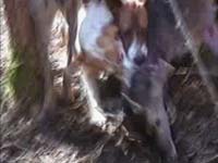 Hunt - a pack of dogs mutilate a doe [ 1.26 Mb ]