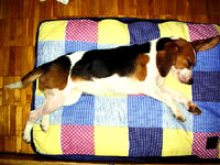 The beagle at home 1 [ 43.23 Kb ]