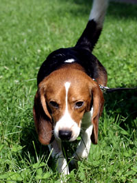 The beagle at home 8 [ 126.83 Kb ]