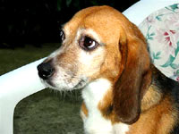 The beagle at home 16 [ 24.17 Kb ]