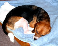 The beagle at home 18 [ 63.99 Kb ]