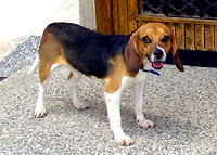 The beagle at home 26 [ 36.06 Kb ]