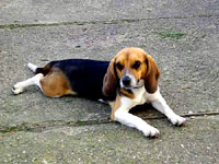 The beagle at home 39 [ 23.48 Kb ]