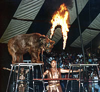 A circus bear jumping through a ring of fire