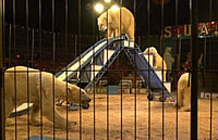 Polar bears in circus