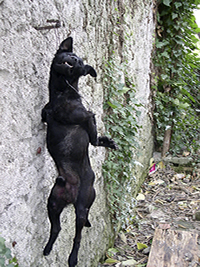 11/23/2005 - Unknown sadist hung a dog in Pula