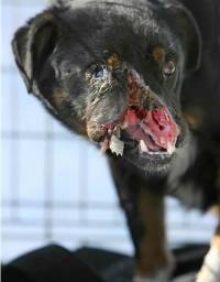 Dogs mutilated with the hunting knife and the shutgun near town of Varazdin, Croatia (1) [ 31.87 Kb ]