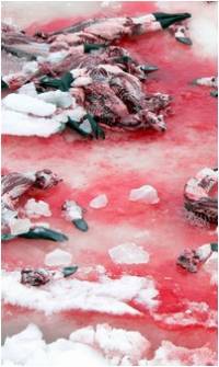 Dead seals on the ice floes [ 90.59 Kb ]