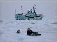 Volunteer crewmbember Lisa Moises with two harp seals; the Sea Shepherd ship Farley Mowat in the background; March 2005 [ 21.78 Kb ]