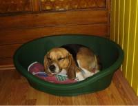 The beagle at home 41 [ 25.50 Kb ]