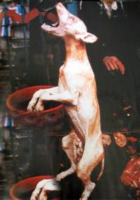 Dog meat 10 [ 54.61 Kb ]