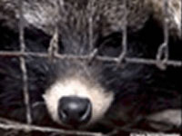 PetaTV: Shocking New Fur Investigation, China