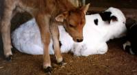 A calf on a sale [ 34.25 Kb ]