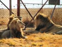 Source: www.sanwild.org - lions